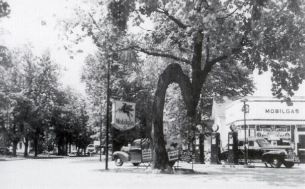 Milan's Crooked Tree
